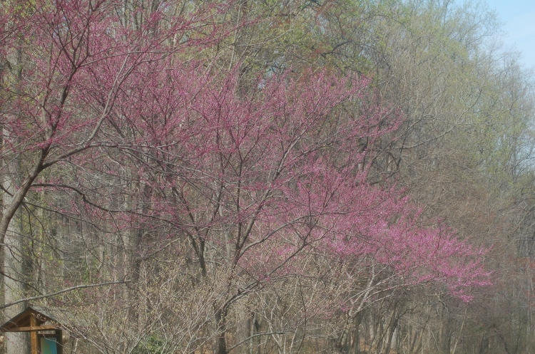 cherry trees